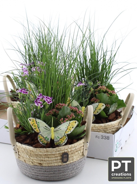 <h4>ARR TUINPLANTEN</h4>