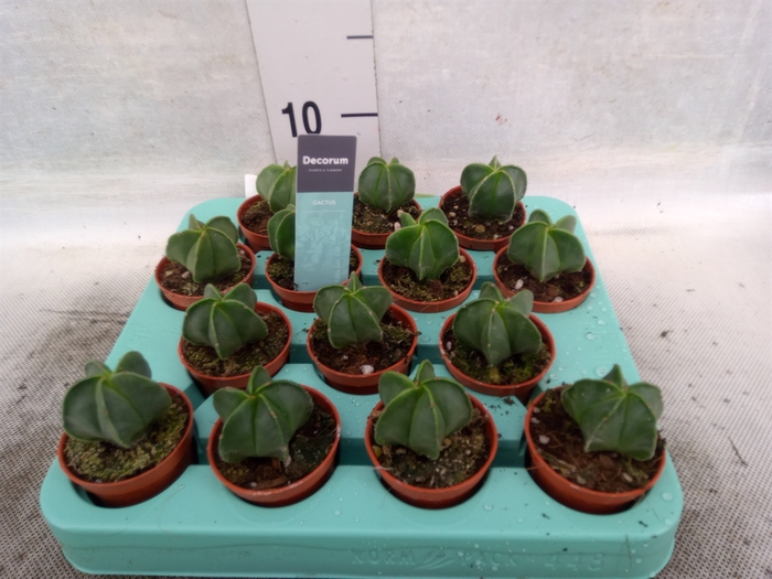 <h4>Astrophytum ornatum</h4>