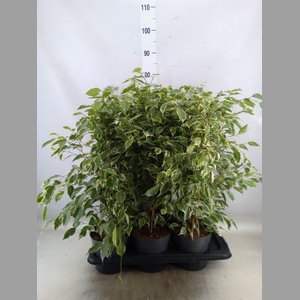 Ficus benja. 'Twilight'