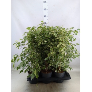 Ficus benja. 'Twilight'