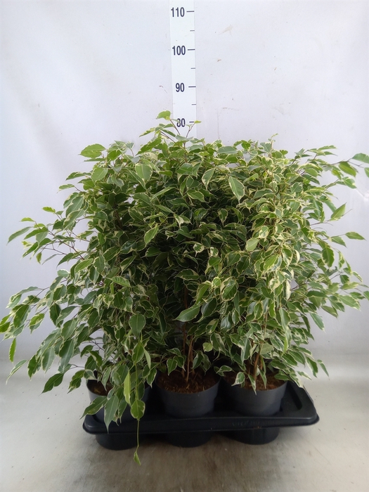 <h4>Ficus benja. 'Twilight'</h4>