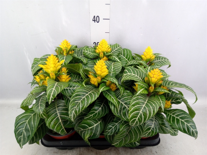 <h4>Aphelandra squar. 'Dania'</h4>