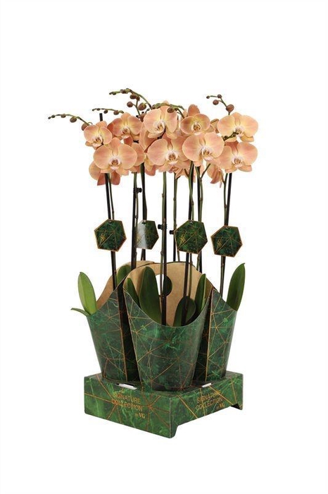 <h4>Potcover p12 golden nature Phal Signature Pumpkion</h4>