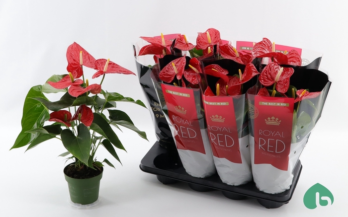 <h4>ANTHU AN MICHIGAN</h4>