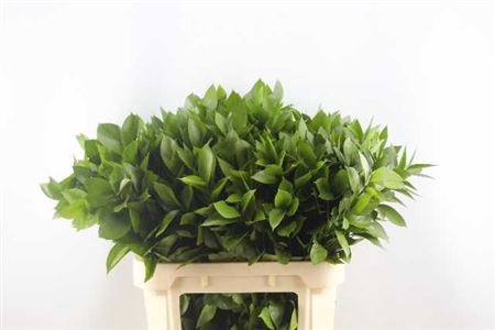 <h4>Ruscus Hypophyllum</h4>