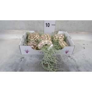 Tillandsia usneoides