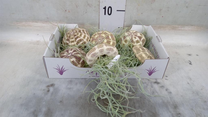 <h4>Tillandsia usneoides</h4>