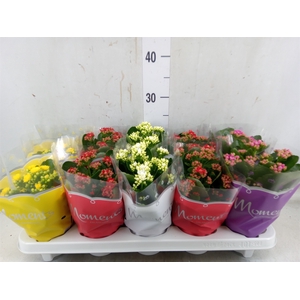 Kalanchoe blos.   ..rosebud mix  4
