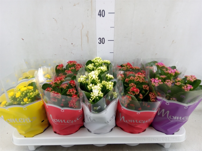 <h4>Kalanchoe blos.   ..rosebud mix  4</h4>