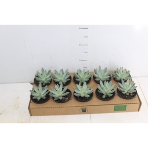 SUCULENTAS PACHYVERIA GLAUCA LITTLE