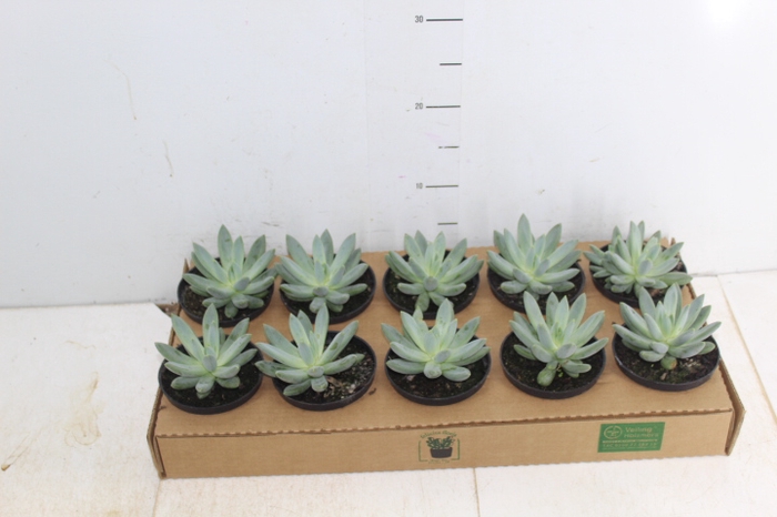 SUCULENTAS PACHYVERIA GLAUCA LITTLE
