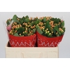 Hypericum Mellow Romance