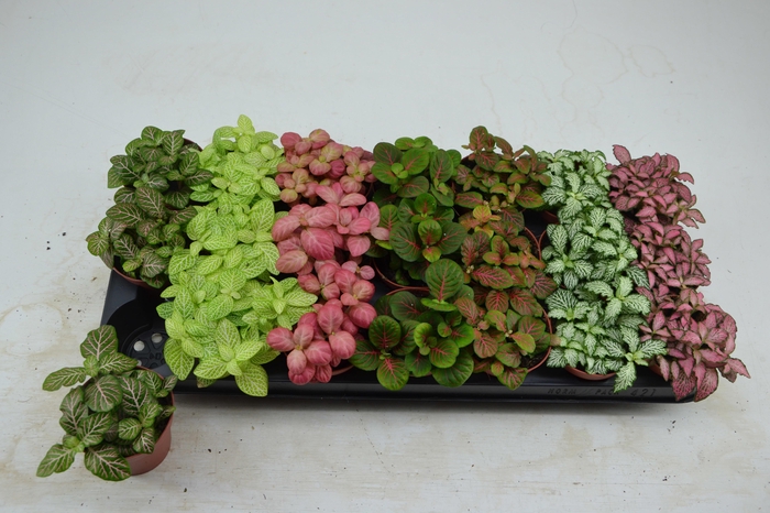 <h4>FITT GEM 7 KL</h4>