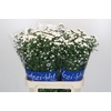 Aster Cassy