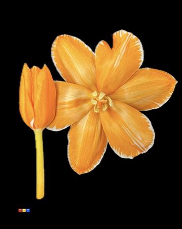 <h4>Tulp Orange</h4>