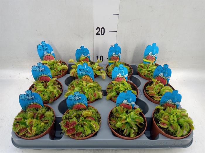 <h4>Dionaea muscipula</h4>