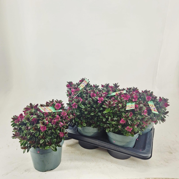 <h4>HEBE VINOA PINK</h4>