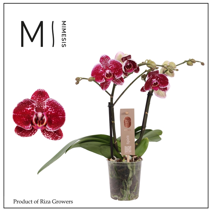 <h4>Phalaenopsis Spirit Red 2 spike - 12cm | Mimesis</h4>