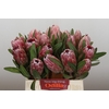 Protea Pink Ice