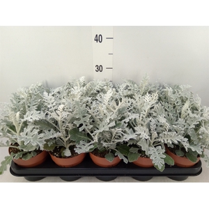 Jacobaea maritima