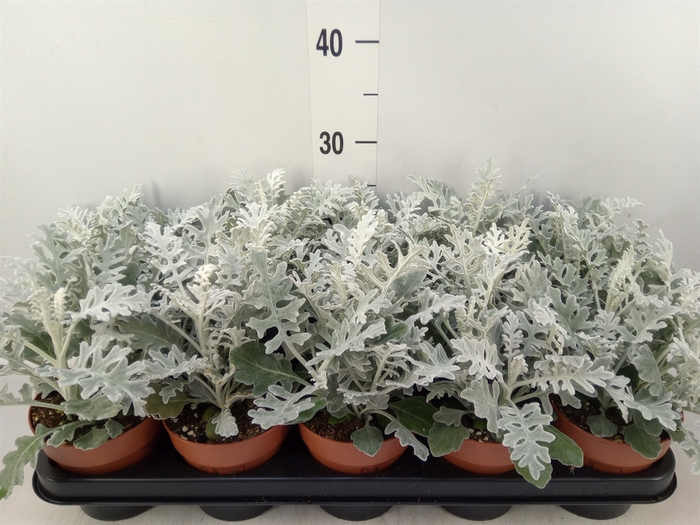 <h4>Jacobaea maritima</h4>