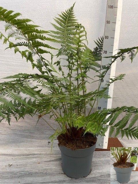 <h4>DICK ANTARCTICA</h4>