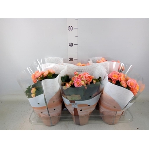 Begonia elat. DU 'Hailey Sunset'