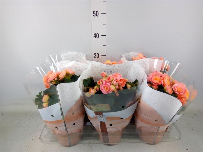 <h4>Begonia elat. DU 'Hailey Sunset'</h4>