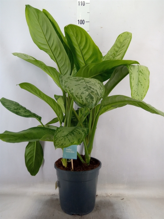 <h4>Aglaonema   ...</h4>