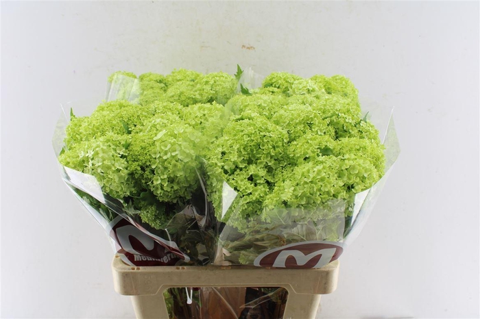 <h4>Viburnum Roseum 60cm 2/4 Bal</h4>