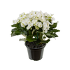 BEGONIA NETJA WHITE P11