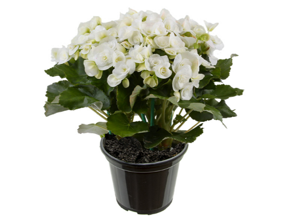 BEGONIA NETJA WHITE P11