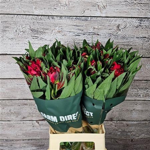 Alstr Asternova Capella