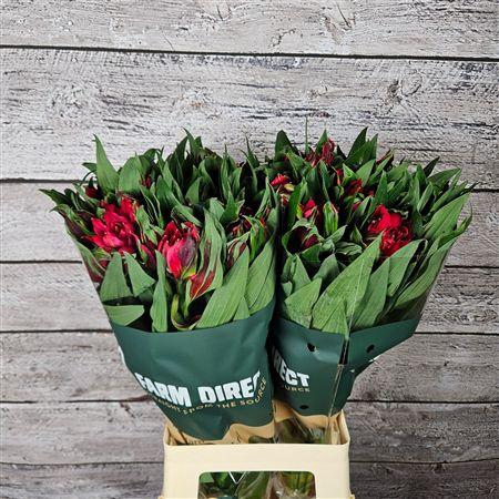 <h4>Alstr Asternova Capella</h4>