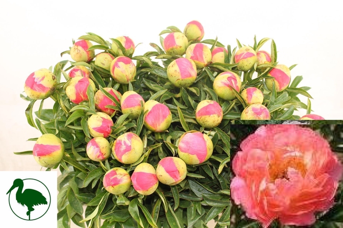 <h4>PAEO CORAL SUNSET</h4>