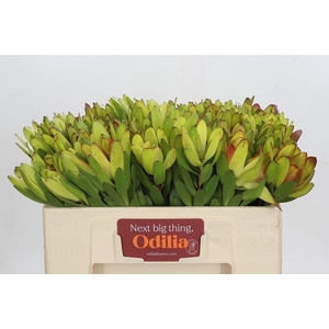 LEUCAD SAFARI GOLDSTRIKE