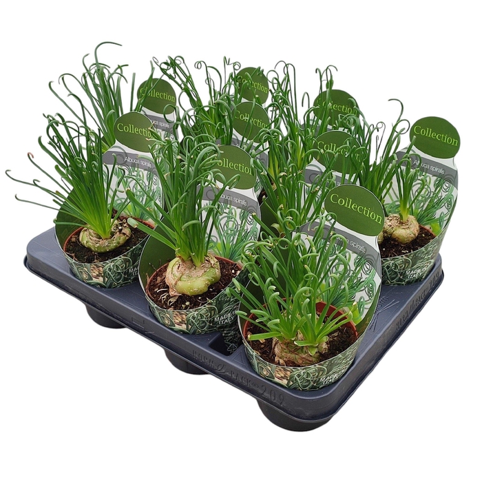 <h4>ALBUCA FRIZ SIZZLE</h4>