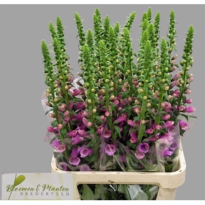 Digitalis Camelot Lavender