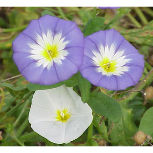 Convolvulus overig