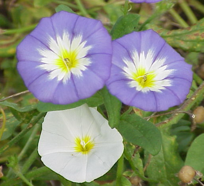 <h4>Convolvulus overig</h4>