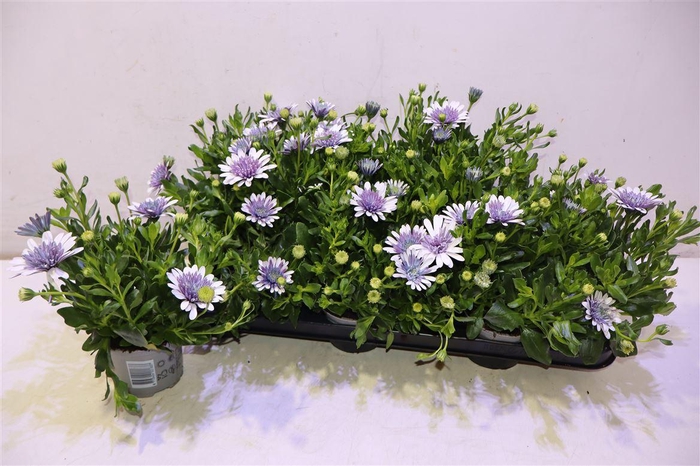 <h4>Osteo 3d Steel Blue</h4>