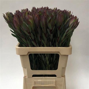 LEUCAD MOUNTAIN ROSE