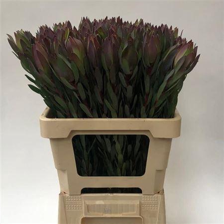 <h4>LEUCAD MOUNTAIN ROSE</h4>