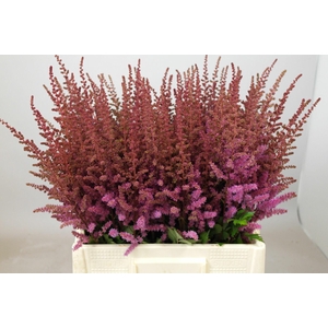 Astilbe Black And Blue