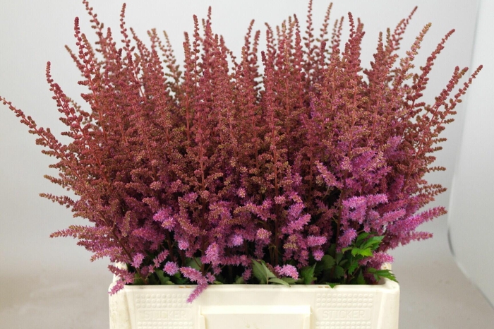 <h4>Astilbe Black And Blue</h4>