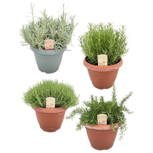 Italiaanse tuinkruiden gemengd - struik