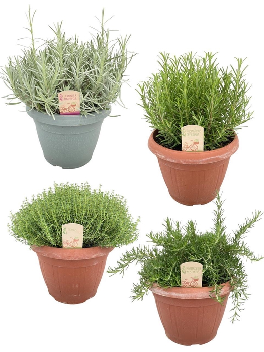 <h4>Italiaanse tuinkruiden gemengd - struik</h4>