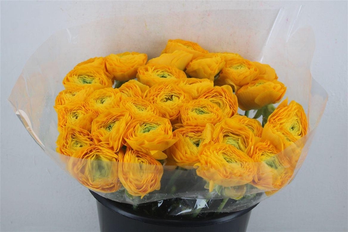 <h4>Ran Cloni Sup Pareo</h4>