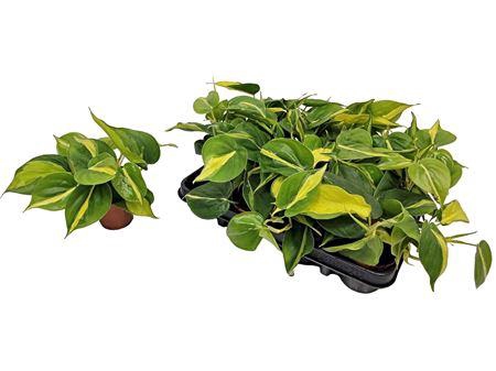 <h4>Philodendron Brasil *</h4>