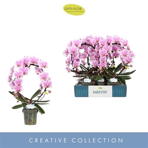 Mirror Miracle Jasmine 2 spike